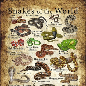 Snakes of the World Poster