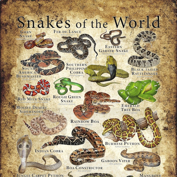 Serpents du monde Poster