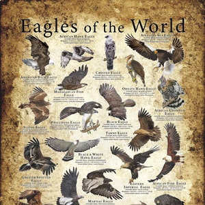 Eagles of the World Poster Print - SIGNED BY ARTIST!