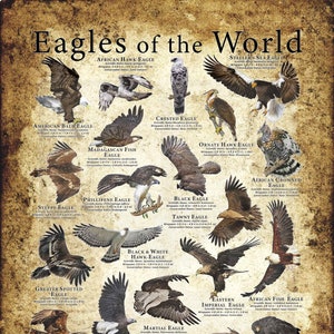 Eagles of the World Poster Print