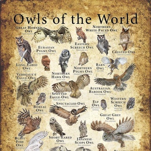 Owls of The World Poster Print