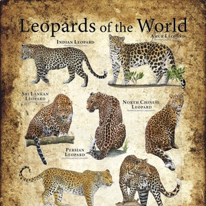 Leopards of the World Poster Print