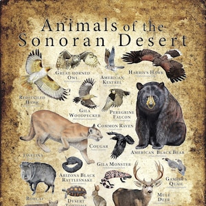 Animals of the Sonoran Desert Poster Antique