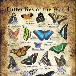 Puede incluir: Un póster de estilo vintage que presenta ilustraciones de diferentes mariposas de todo el mundo. Cada mariposa está etiquetada con su nombre común y su nombre científico. El póster tiene un fondo marrón con una textura desgastada.