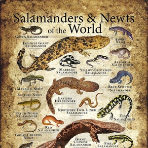 Salamanders and Newts of the World Poster Print