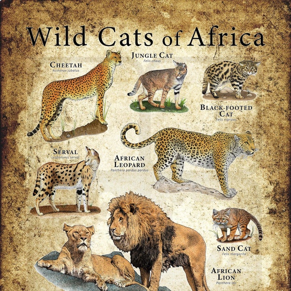 Cartel de gatos salvajes de Africa