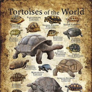 Tortoises of the World Poster Print Antique