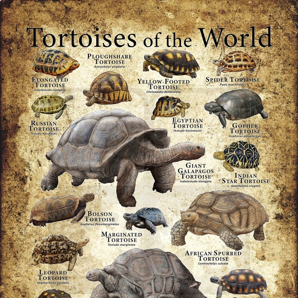 Tortoises of the World Poster Print