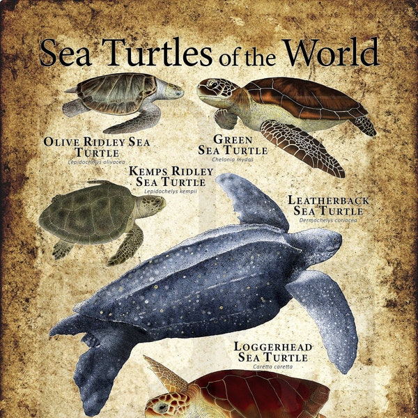 Sea Turtles of the World Poster Print