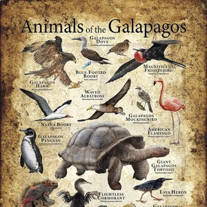 Tiere der Galapagosinseln Poster Druck - SIGNIERT VOM KÜNSTLER!