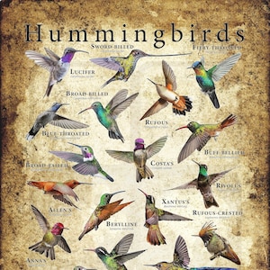 Hummingbirds of the World Poster