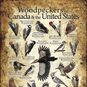 Woodpeckers of Canada & the United States Poster / Field Guide