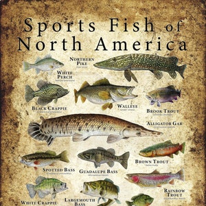 Impresión de póster de peces deportivos de América del Norte: ¡FIRMADO POR EL ARTISTA!