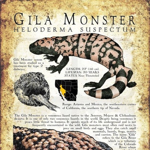 Gila Monster Poster Print