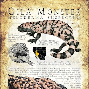 Gila Monster Poster Print