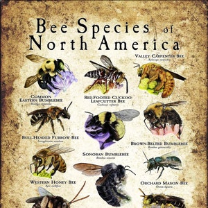 Bee Species of North America Poster Print
