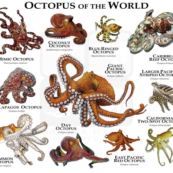 Octopus of the World Poster Print