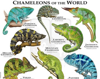 Chameleons on the World Poster Print