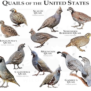 Quail of the United States Poster Print/Field Guide - SIGNED BY ARTIST!