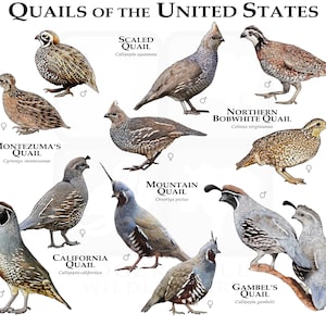 Quail of the United States Poster Print/Field Guide