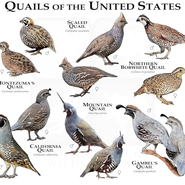 Quail of the United States Poster Print/Field Guide