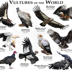 Vultures of the World Poster Print - SIGNED BY ARTIST!