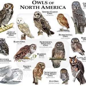 Owls of North America Poster Print image 1