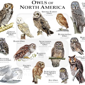 Owls of North America Poster Print