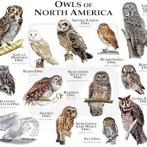 Owls of North America Poster Print image 1