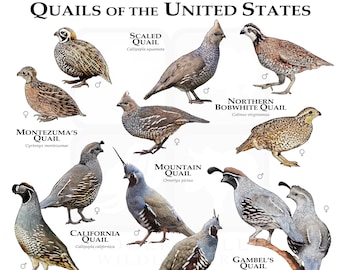 Quail of the United States Poster Print/Field Guide