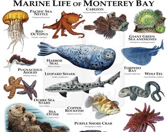 Marine Animals of Monterey Bay Poster Print