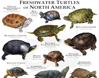 Freshwater Turtles of North America Poster Print