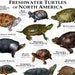 see more listings in the Turtles & Tortoises  section