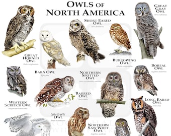 Owls of North America Poster Print