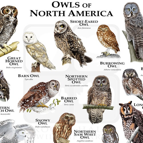 Hummingbirds of North America Poster Print - Etsy