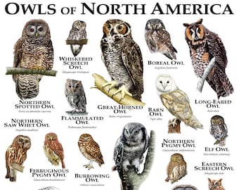Owls of North America Poster