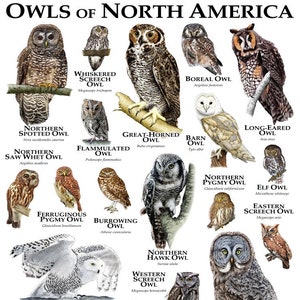 Owls of North America Poster - SIGNED BY ARTIST!