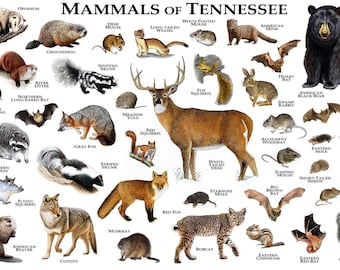 Mammals of Arizona Poster Print / Arizona Mammals Field Guide | Etsy