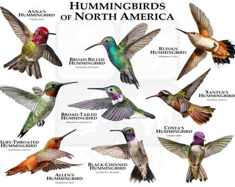 Hummingbird Poster Etsy