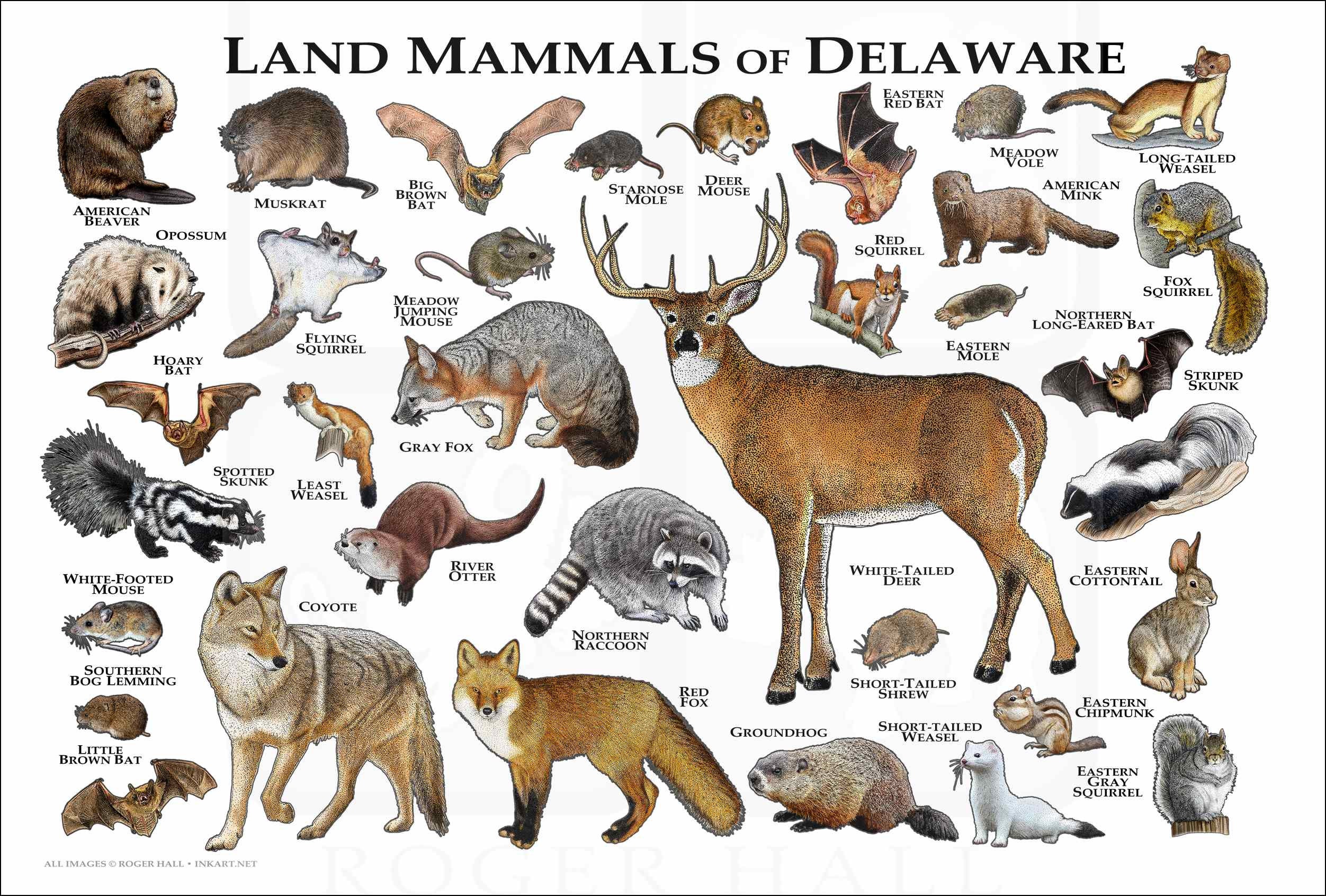 Mammals of Delaware Poster Print / Delaware Mammals Field photo