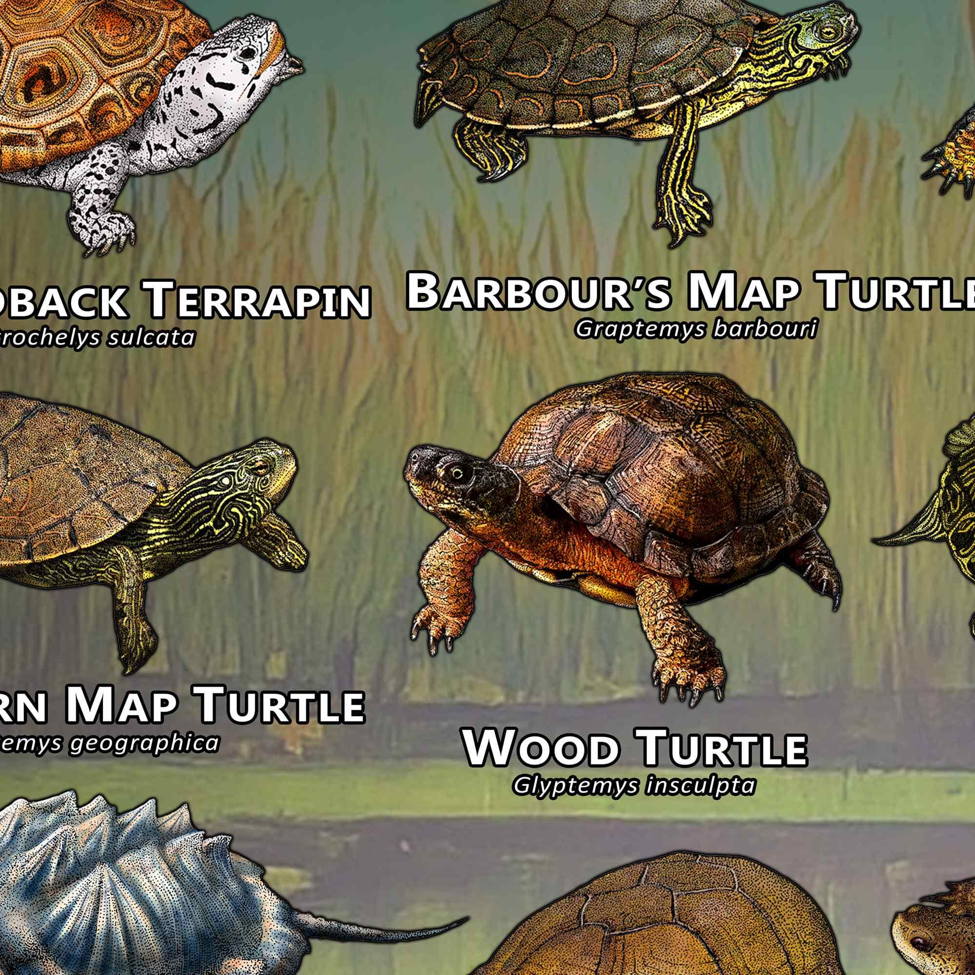 Turtle Picture Guide Freshwater Turtles of North America Art Print / Field Guide - SIGNED BY ...