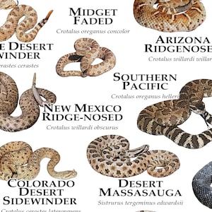 Rattlesnakes of the United States Art Print / Field Guide - Etsy