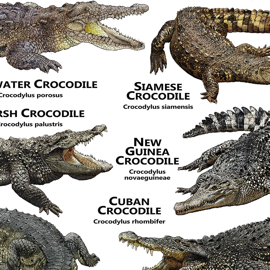 Crocodiles of the World Poster / Field Guide | Etsy