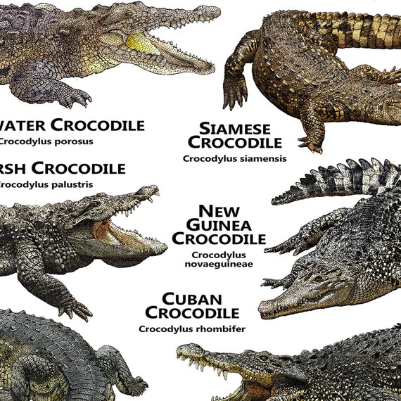 Your Crocodile Skin City Steamer is keeping crocodiles alive