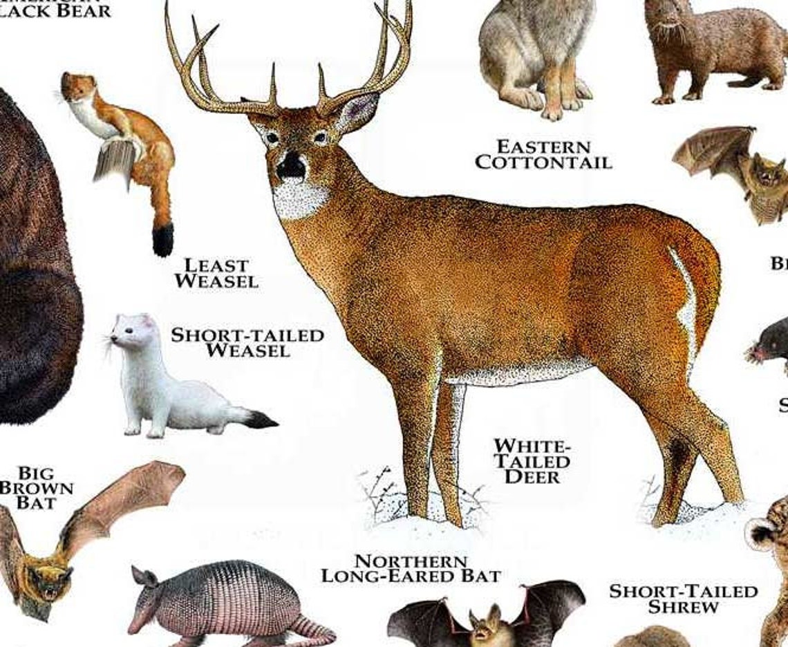 Mammals of North Carolina Poster Print / North Carolina Etsy