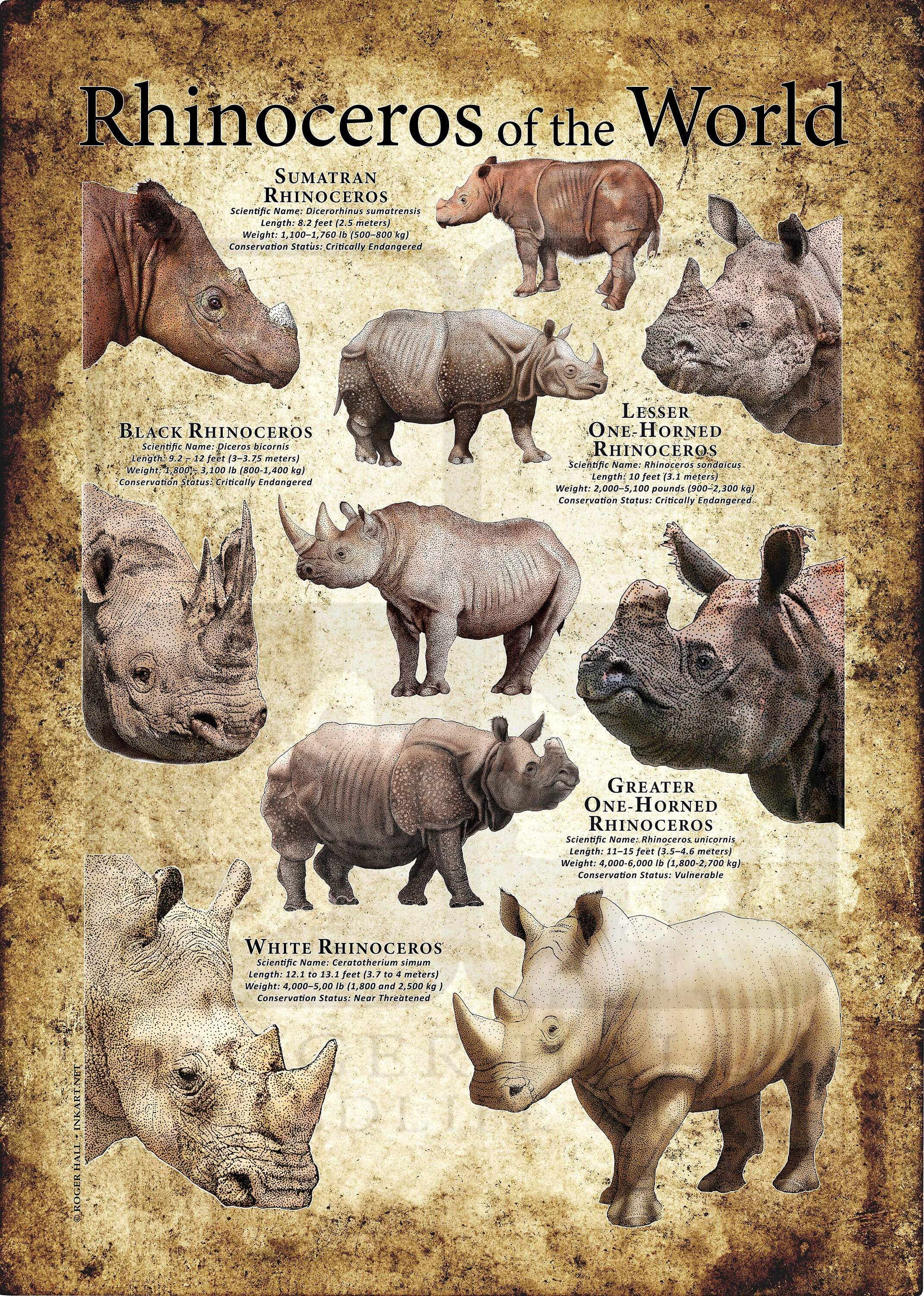 rhinoceros 5 full rhinoceros 5 full