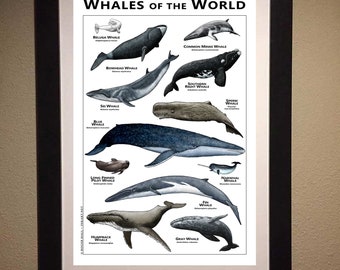 世界のクジラポスター／フィールドガイド - Etsy 日本