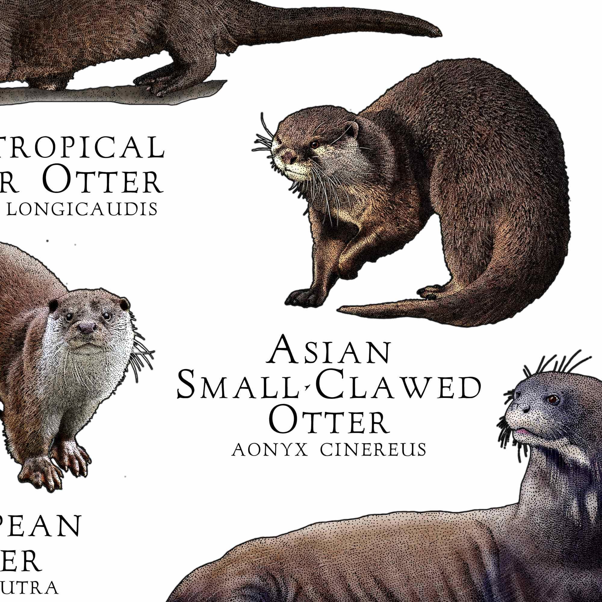 Otters of the World Poster / Field Guide - SIGNED BY ARTIST! - Etsy