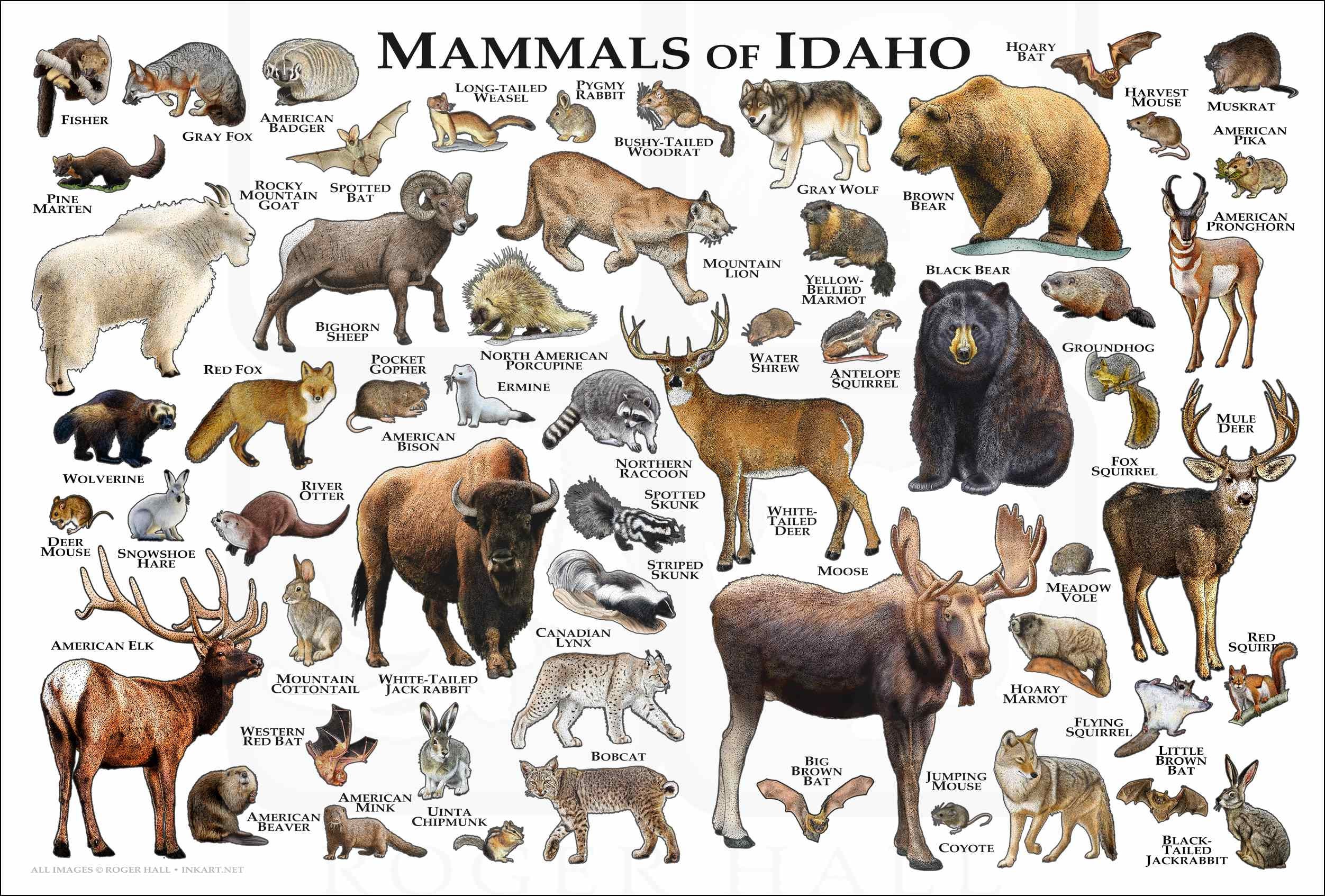 Mammals of Idaho Poster Print / Idaho Mammals Field Guide / - Etsy Singapore