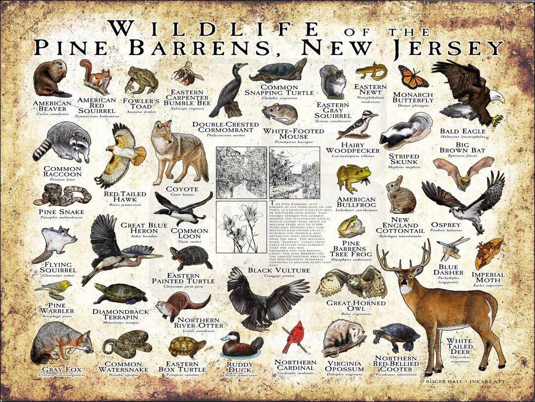 Wildlife of the Pine Barrens, New Jersey Field Guide - Etsy